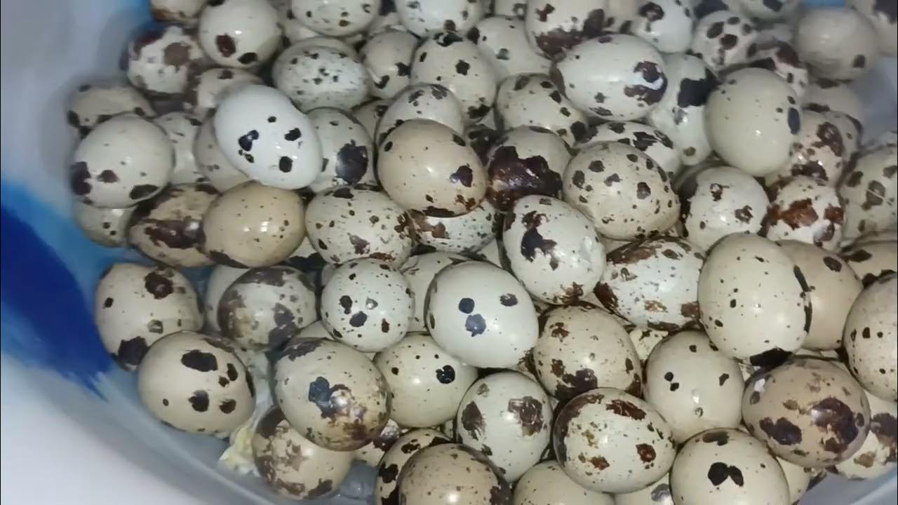como fazer conserva de ovos de codornas rápido fácil e barato. YouTube