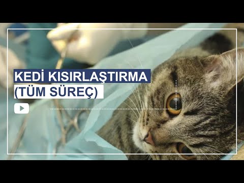 Video: Kediyi Kısırlaştırmak. Ameliyat Edilen Bir Hayvanın Bakımı Nasıl Yapılır