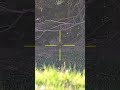 ⬆️ “Backflipping Bunny – Hunting Clip”⬆️ #hunting #pestcontrol #cropprotection