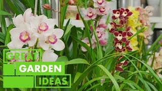 How to grow Orchids | GARDEN | Great Home Ideas