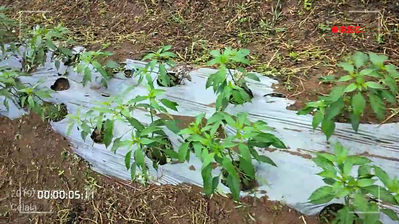 Gayo ku TAKENGEN aceh tengah 