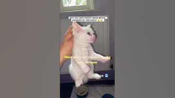 Scruffing Is only for kittens ⚠️⁉️ #catlovers #cat #shorts #facts