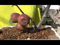 Bonsai Zero Manzano - primer alambrado