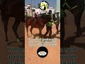 Fils de parati et honor paulins de deux ans #horse #courseshippiques #duo