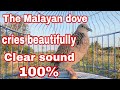 The Malayan dove cries beautifully Clear sound100%