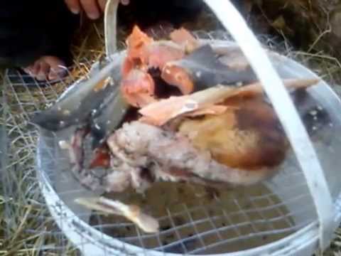 разведение червей и опарышей для рыбалки разведение червей равно опарышей пользу кого рыбалки
