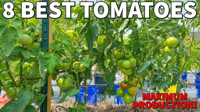 Sudduth Strain Brandywine Tomato | Melody Acres Farm