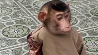 TAIN MONKEY || HOW TO TRAIN A MONKEY TO WALK, STAND WITH 2 LEGS WITHOUT HURTING/TORTURING