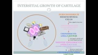 Ch 6: Interstital Growth VS Appositional Growth