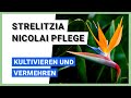 Baumstrelitzie (Strelitzia nicolai): Kultivieren und vermehren