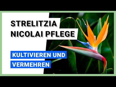 Video: Strelitzia Bird Of Paradise – Wachstumsbedingungen für Paradiesvogelblumen