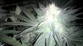 Oregon Medical Marijuana Day 35 Week 6