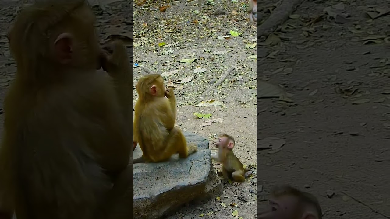 Top Primatologist Reveals the SECRET to Raising Happy Baby Monkeys!