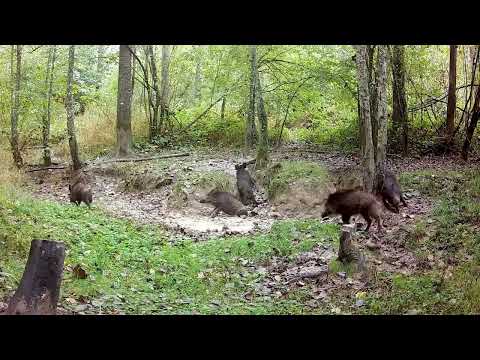 Wild Boars video thumbnail