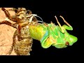 Cicada Life & Death 3 Lots Of Beautiful Cicada Rescues HYPER EDUCATIONAL VIDEO