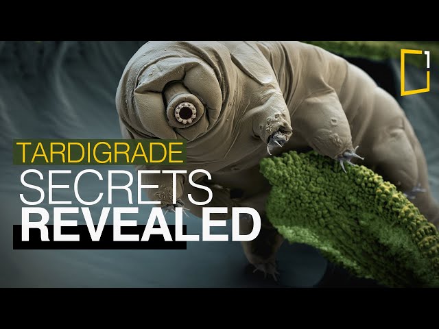 Secrets of the world's toughest creatures revealed | The Tardigrade class=