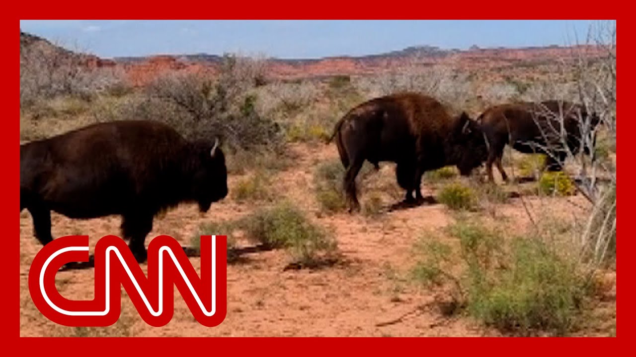 Texas woman was gored by bison in a viral video