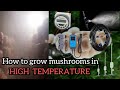 How to grow Mushrooms in High Temperature and increase Humidity |V8| #mushroom #farming #temperature