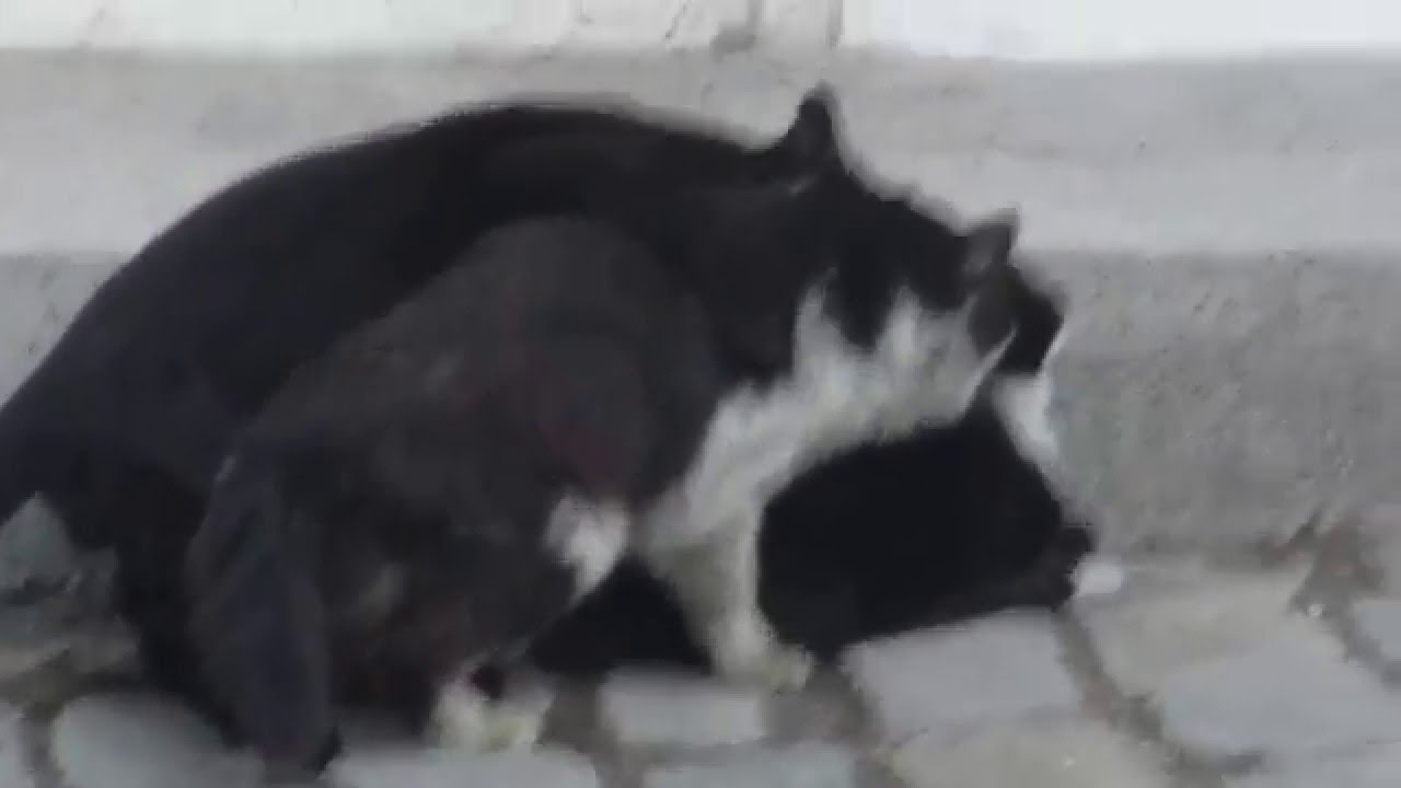 Erkek Kedi Erkek Kediyle Çiftleşirmi