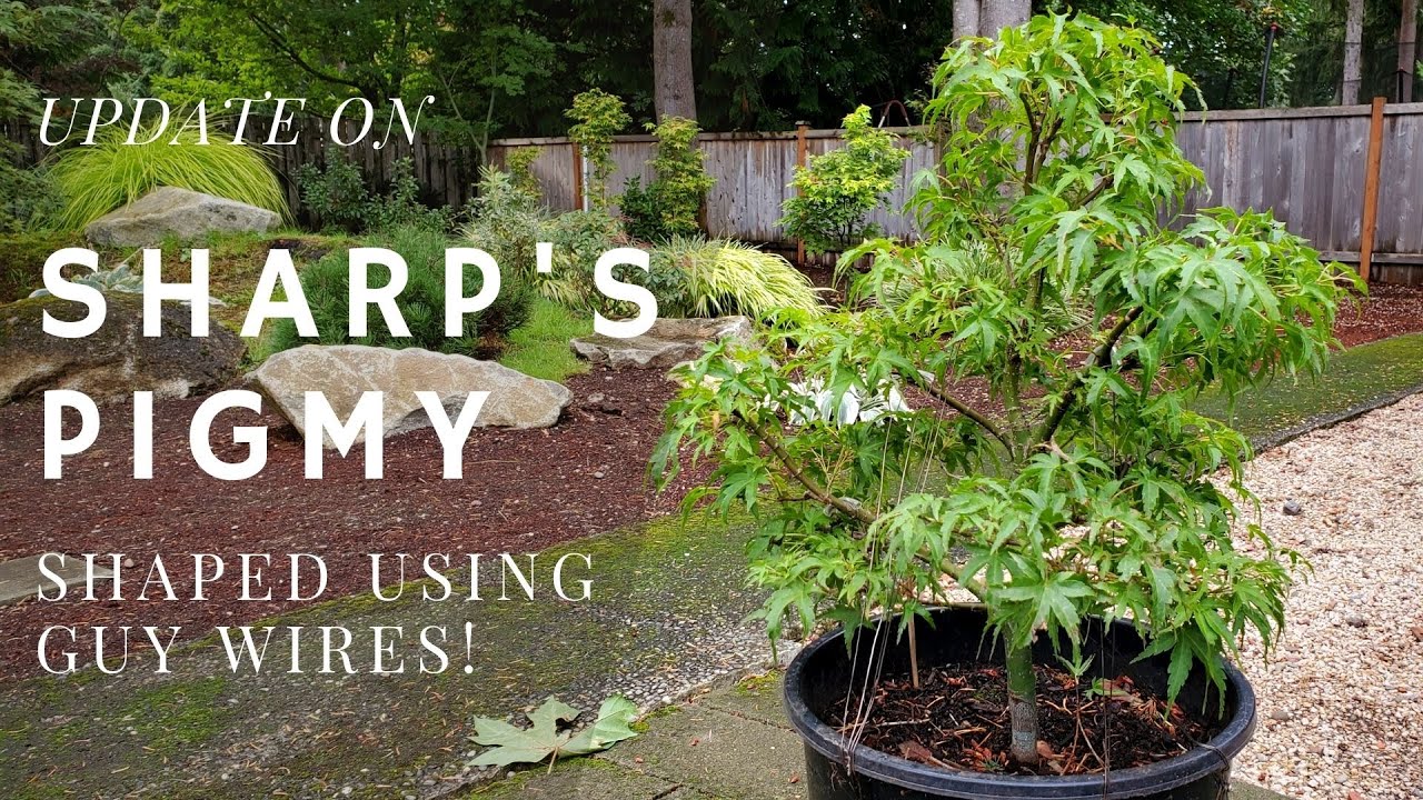 Turning Nursery Stock Japanese Maple into Bonsai (Sharp's Pigmy Edition