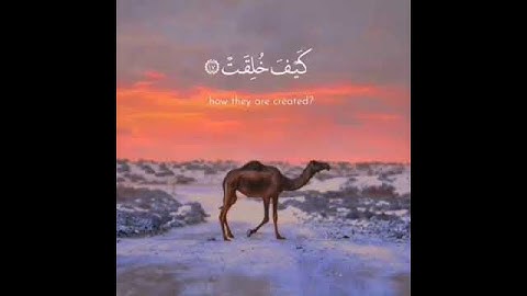 اجمل تلاوة قصيرة بصوت الشيخ #عبدالرحمن_مسعد❤/اجمل حالات واتس اب قرآن🌹مقاطع دينية قصيرة💖