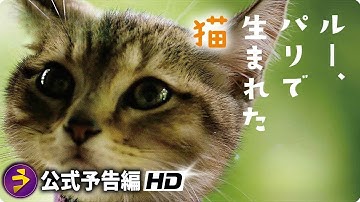 猫好き必見...映画『ルー、パリで生まれた猫』本予告 （世界猫の日）