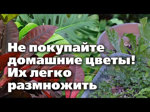 Видео: Размножение комнатных растений семенами - Как размножать комнатные растения семенами