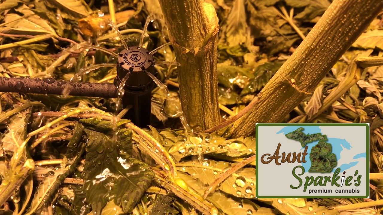 Rain Bird Bubbler Video // Aunt Sparkie's Premium Cannabis