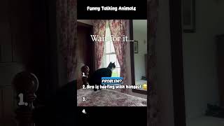 😂 Funny talking animals 🐶🐱🗣️