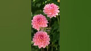 Download lagu BUNGA DAHLIA - Mirnawati 