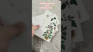 Flipbook showing process of SEED GERMINATION🌱✨ #Seedgermination #growingplant