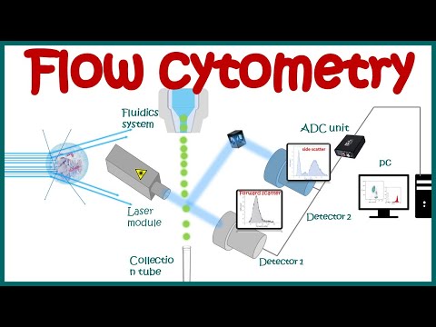 Video: Jednoduchý Monochromatický Průtokový Cytometrický Test Pro Hodnocení Intraerythrocytického Vývoje Plasmodium Falciparum
