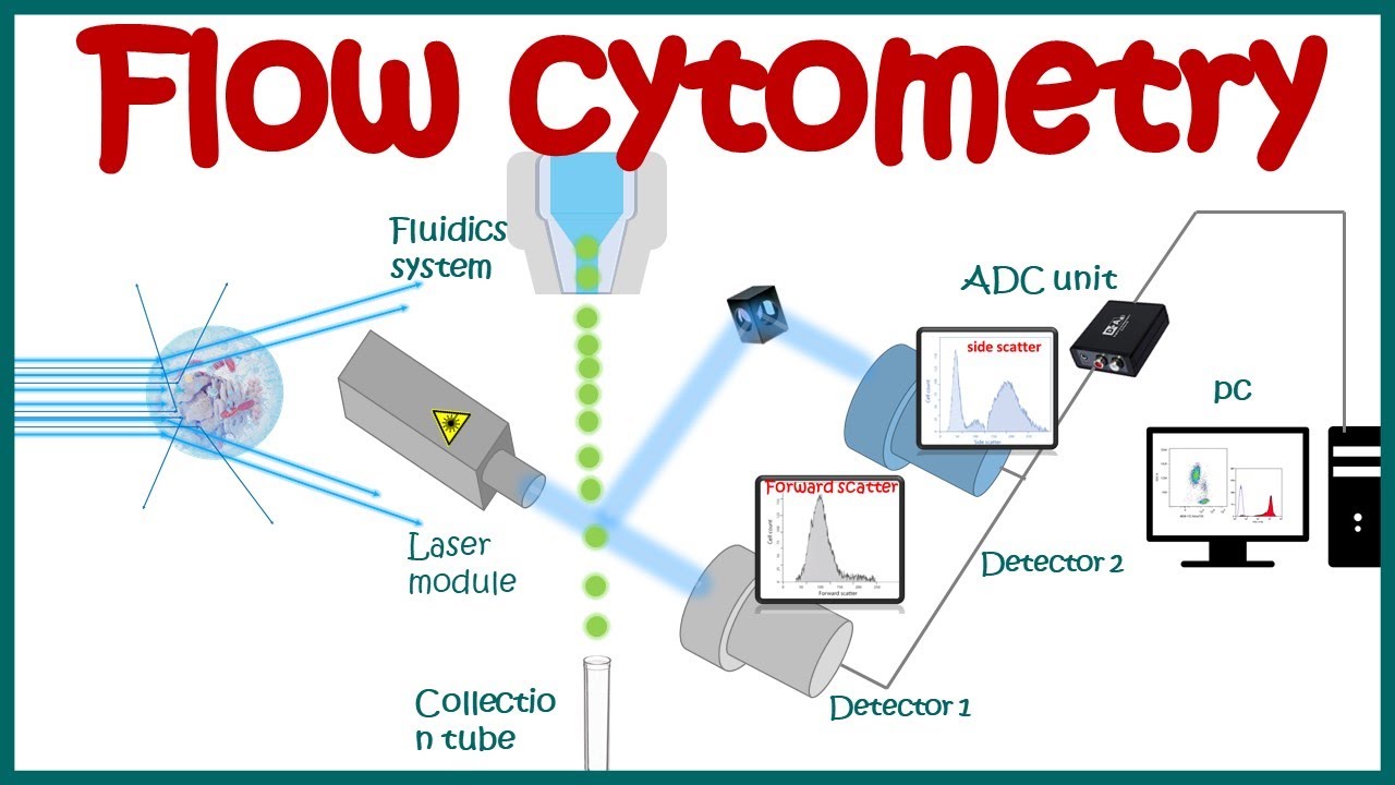 Flow cytometry : basic principles  What the use of flow cytometry