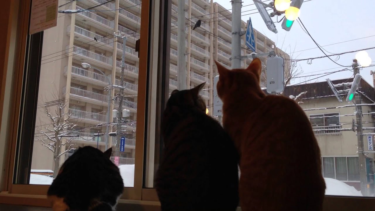    Cat  Cafe  Mewkies in Sapporo  YouTube