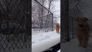 Playing in the snow without Lenny by Lenny and Martin 914 views 1 year ago 1 minute, 1 second