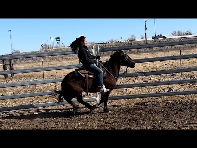 FIRST RIDES on Prancer, Vixen, and Blitzen!