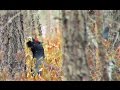 Глухари на току. Март. Только самцы. Western capercaillie in march. Only males.