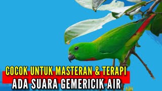 Pakai Suara Ini..‼️ Suara Burung Serindit dan gemericik air untuk Masteran dan Terapi Murai Batu