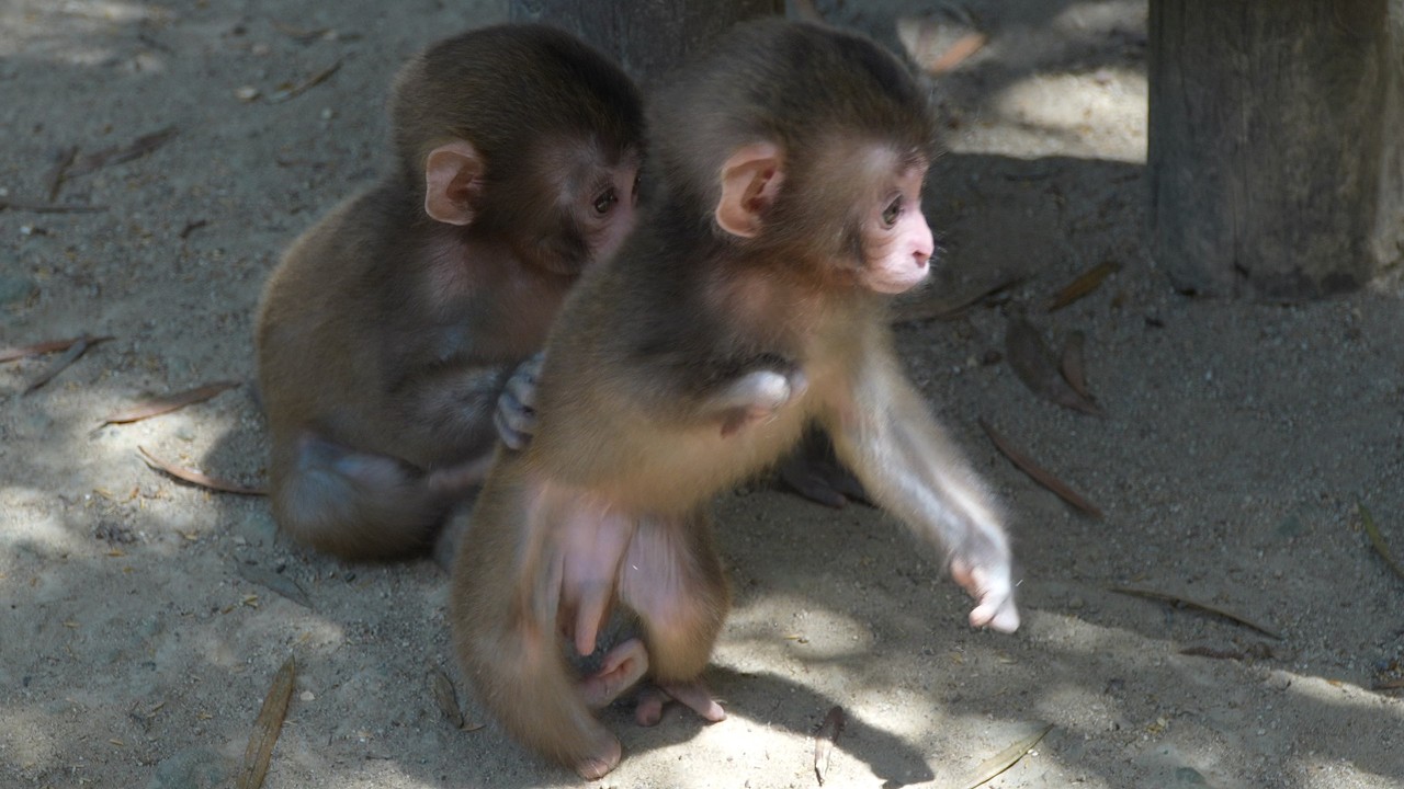 Рожден не таким: Как сильнейшая стая защищает и поддерживает детеныша обезьяны с особым испытанием #