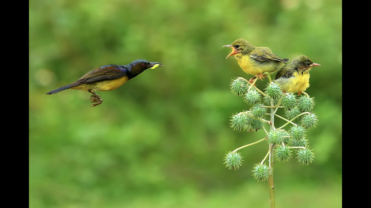 Bird Habitat: Native Gardens, Insects, and Connections