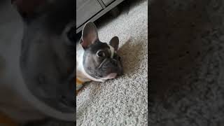 French Bulldog Doesn&#39;t Want to Be Bothered