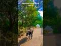 #Nature#NatureLover#Peaceful#NatureShorts#TravelVibes#Sukoon#PositiveVibes #NatureVideo