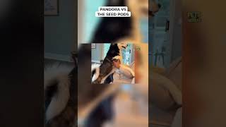 Pandora vs The Seed Pods