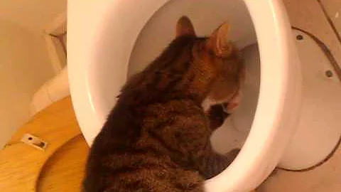 Freud the cat drinking from the toilet!