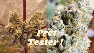 JDB#97: End of Flowering and Return of Aphids Live!
