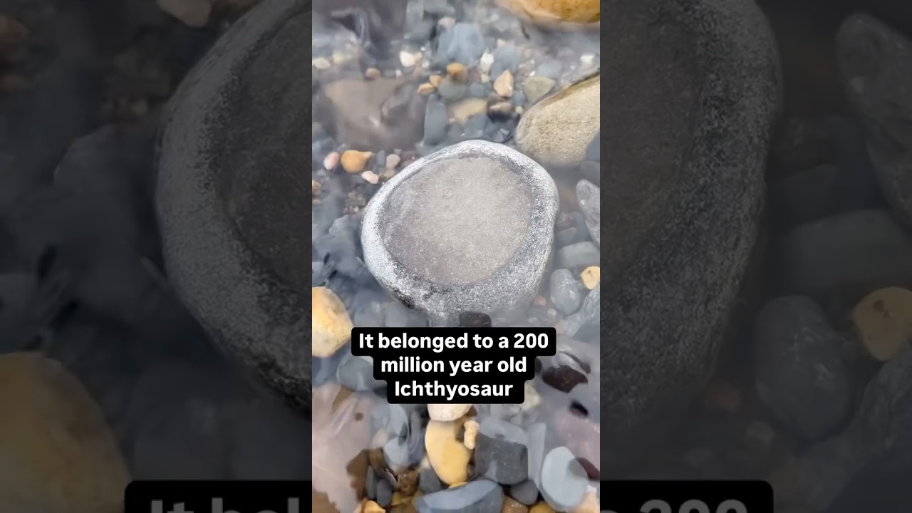 Ichthyosaur Vertebra Fossil Find