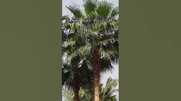 تلاوة خاشعة 🌙 | الشيخ محمد صديق المنشاوي - {يَا أَيَّتُهَا النَّفْسُ الْمُطْمَئِنَّةُ} سورة الفجر