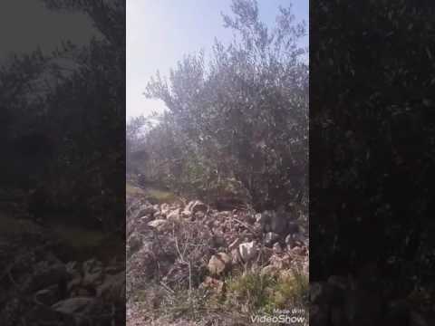 دارين حدشيتي عيني مغرومه 