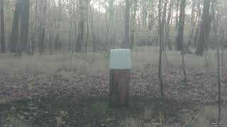 Feedercam Capture (2026-05-13)