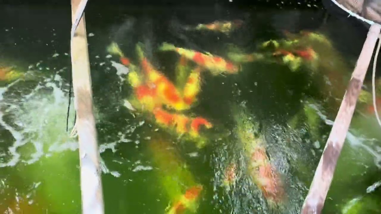 🇯🇵🎏🏠2026.2.1☆16時自宅のハウス池の様子(土曜日気温20℃との事で消毒しました)